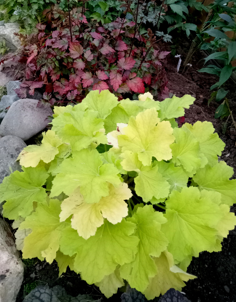 Лемон динозавр 