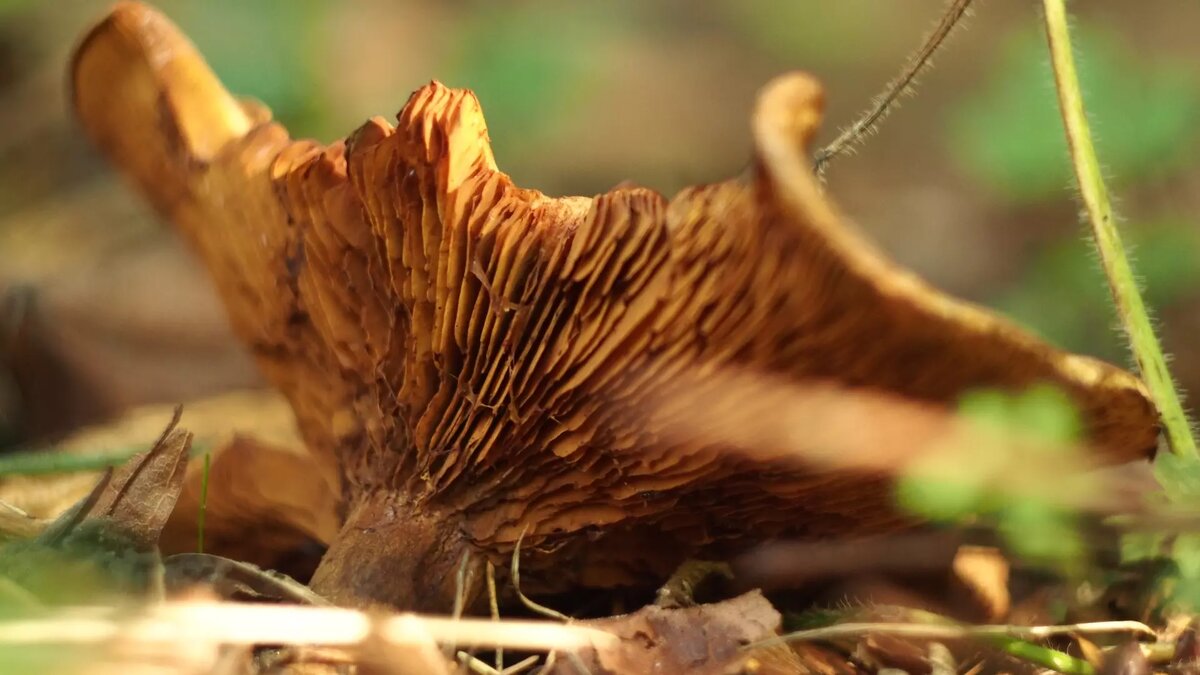     Источник: Photo by form PxHere