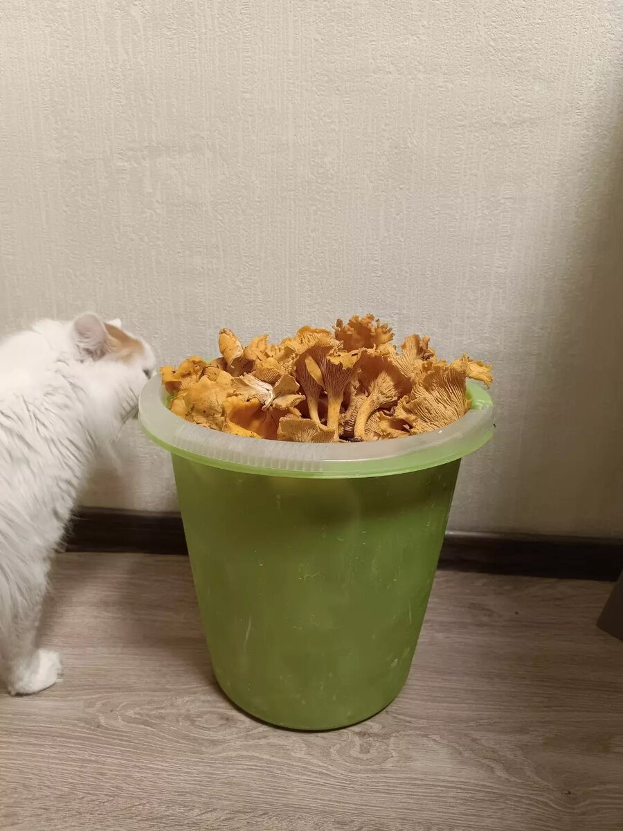     Автор: Skynet Airsoft Источник: Skynet Airsoft