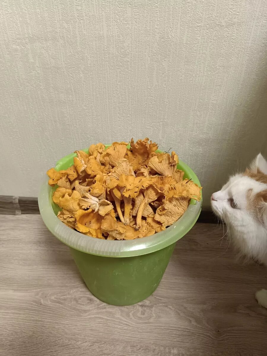     Автор: Skynet Airsoft Источник: Skynet Airsoft