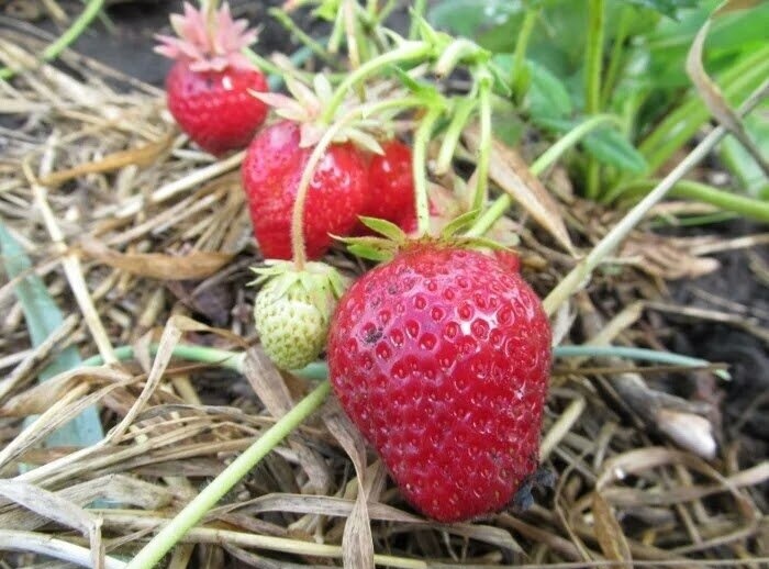 Так лунки при посадке клубники не заправляют: 3 ошибки. И главное заблуждение садоводов: агрономы советуют