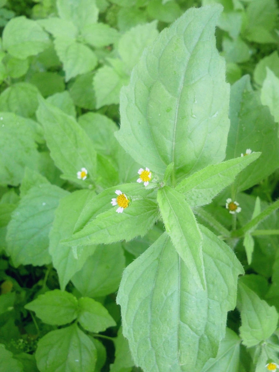 Галинзога четырёхлучевая. Общий вид.