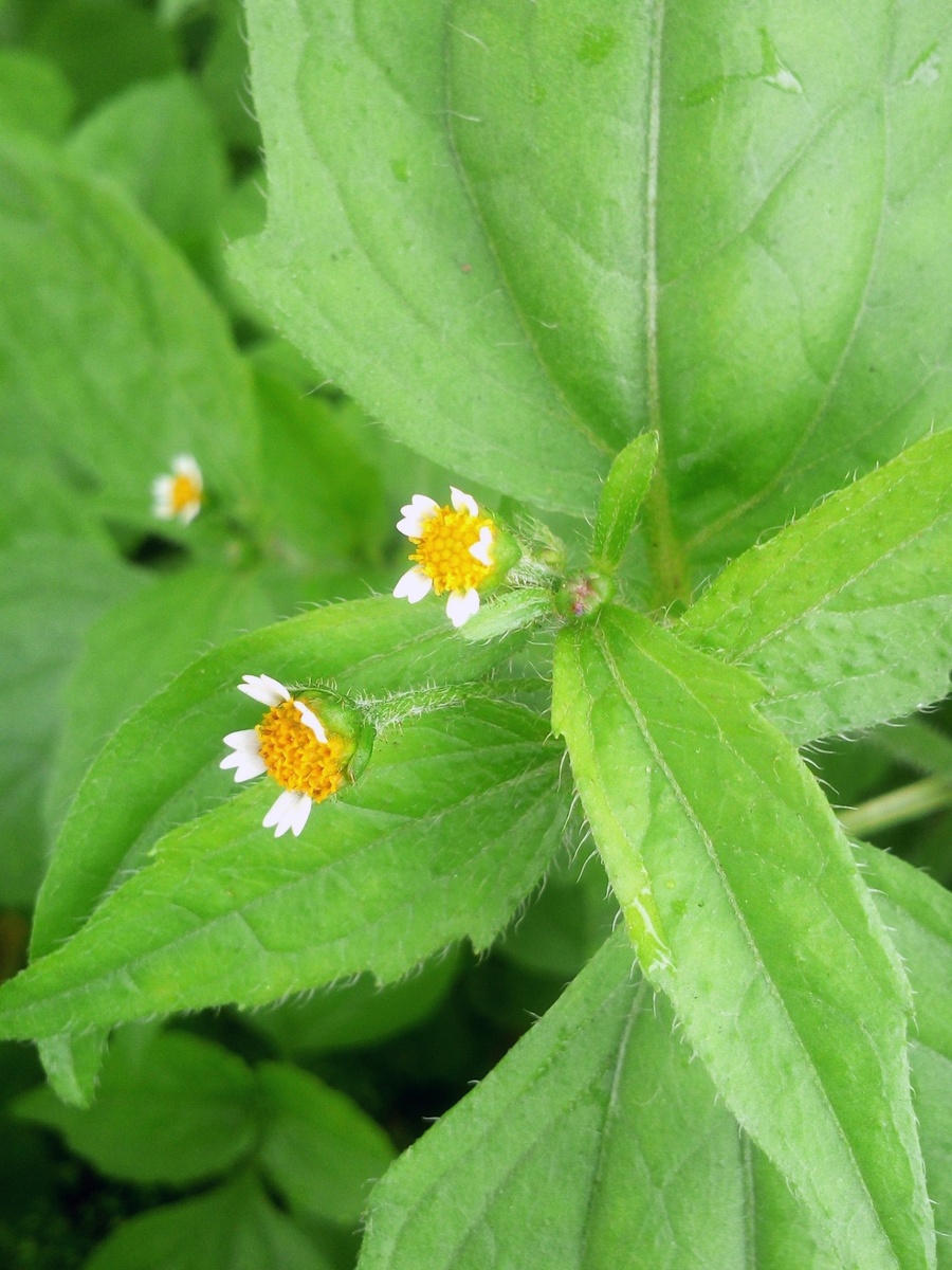 галинзога четырёхлучевая. Соцветие.