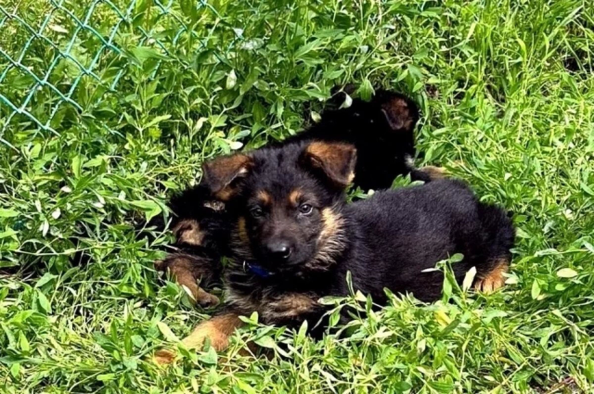    На службу в южноуральские колонии ФСИН поступили 11 щенков немецкой овчарки