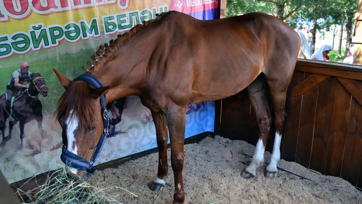     Источник: inkazan.ru