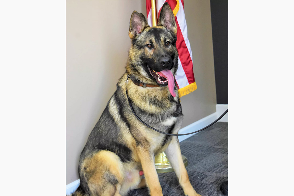 Savannah Missouri Police Department / Facebook (входит в корпорацию Meta, признана экстремистской и запрещена в России)📷Полицейская собака по кличке Хорус