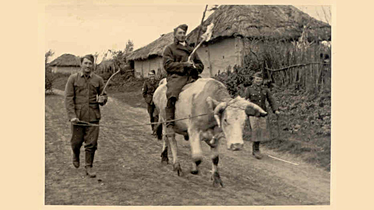 Угоняют корову из села