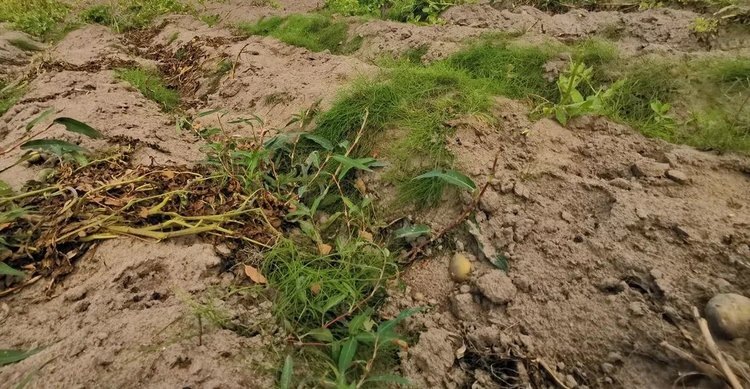    Бельгийский картофель придется заливать фунгицидами против фитофторы до конца сентября