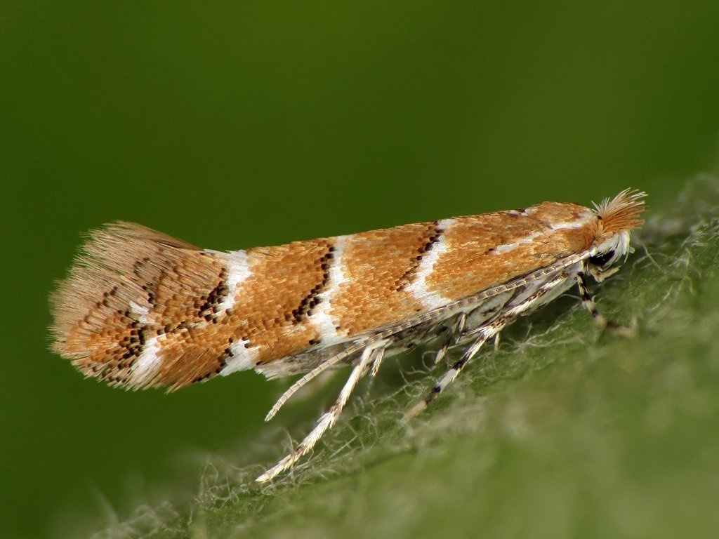 Cameraria ohridella