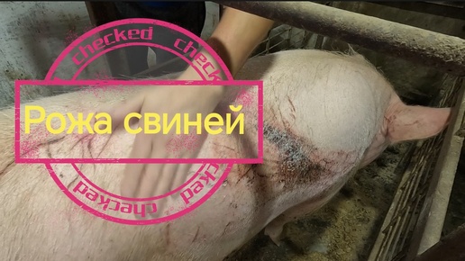 Рожа свиней 🐷 симптоматика и лечение в домашних условиях