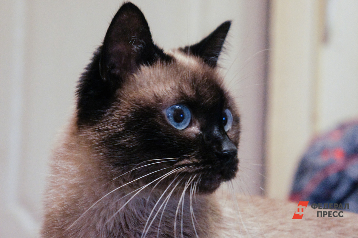 У челябинского хоккеиста заболел кот.  Фото: Фото: ФедералПресс / Елена Майорова