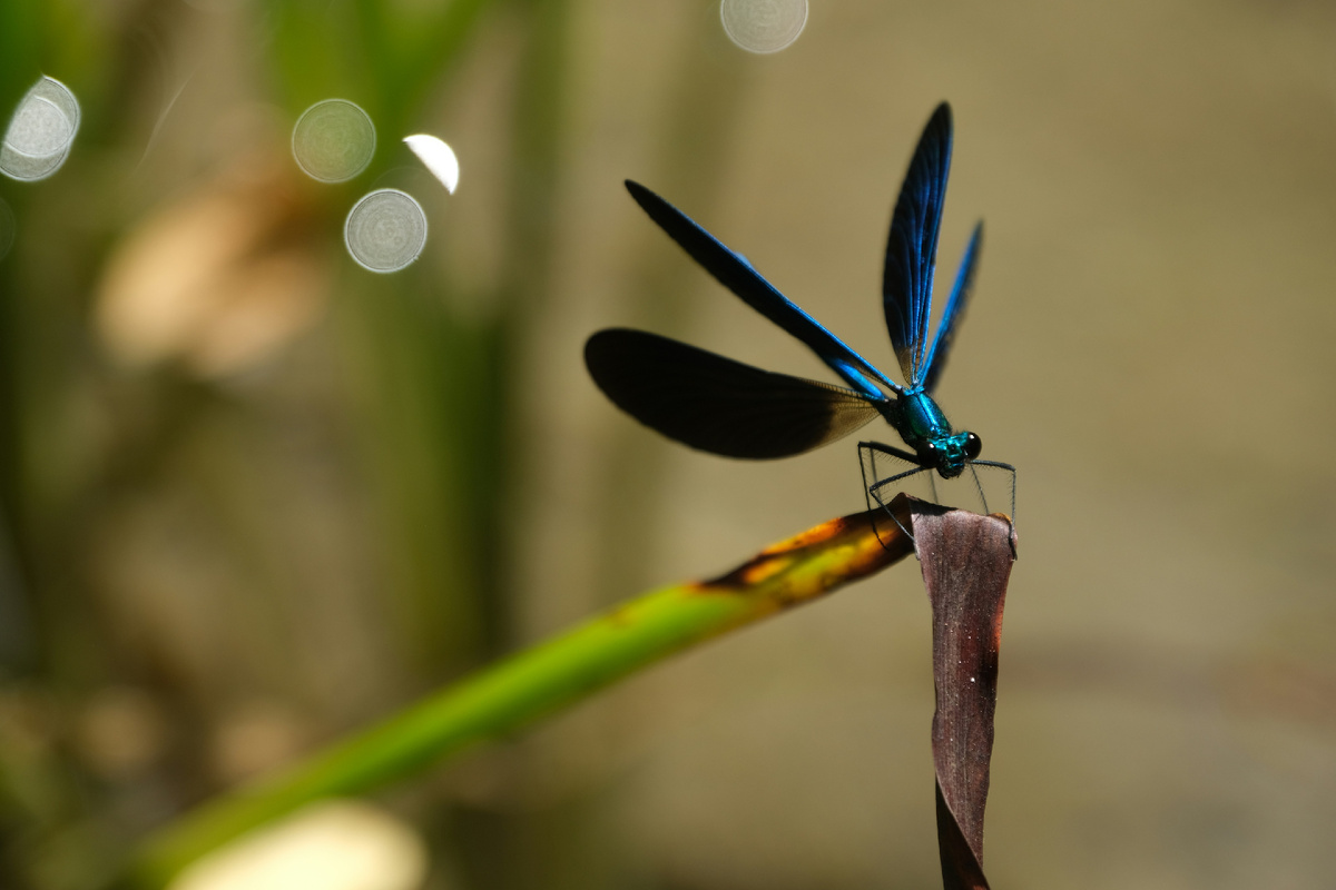 Картинка с бесплатного фотостока https://unsplash.com, автор Adrian Schledorn