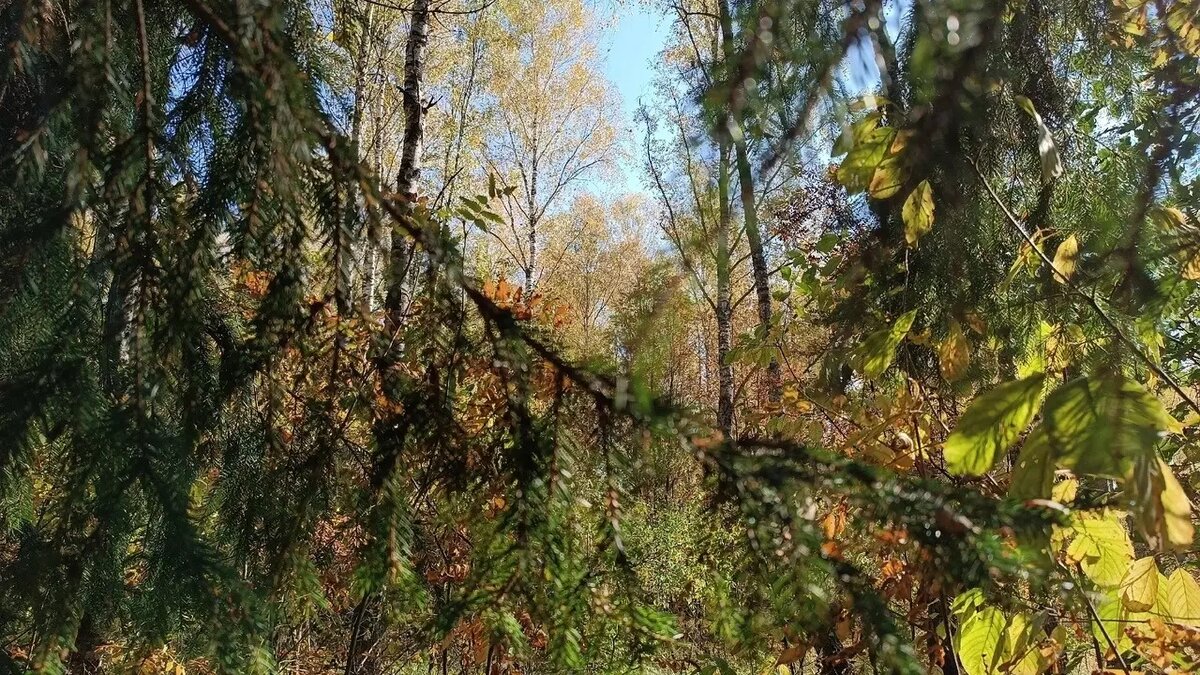     Источник: newsnn.ru