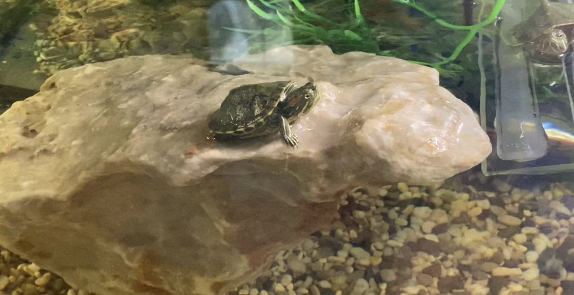    Фото: пресс-служба Росприроднадзора