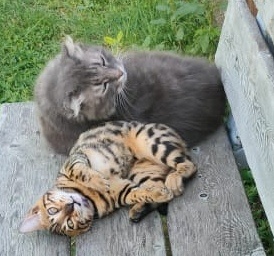 Те, у кого нет бюджета 🤣