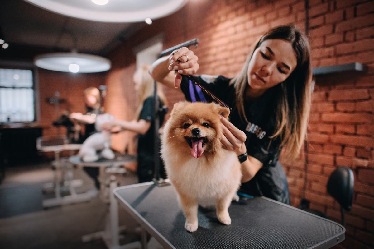 Груминг-салон по франшизе