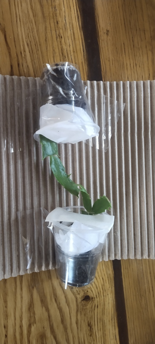 Сортовая коллекционная шлюмбергера Whate Flamenco