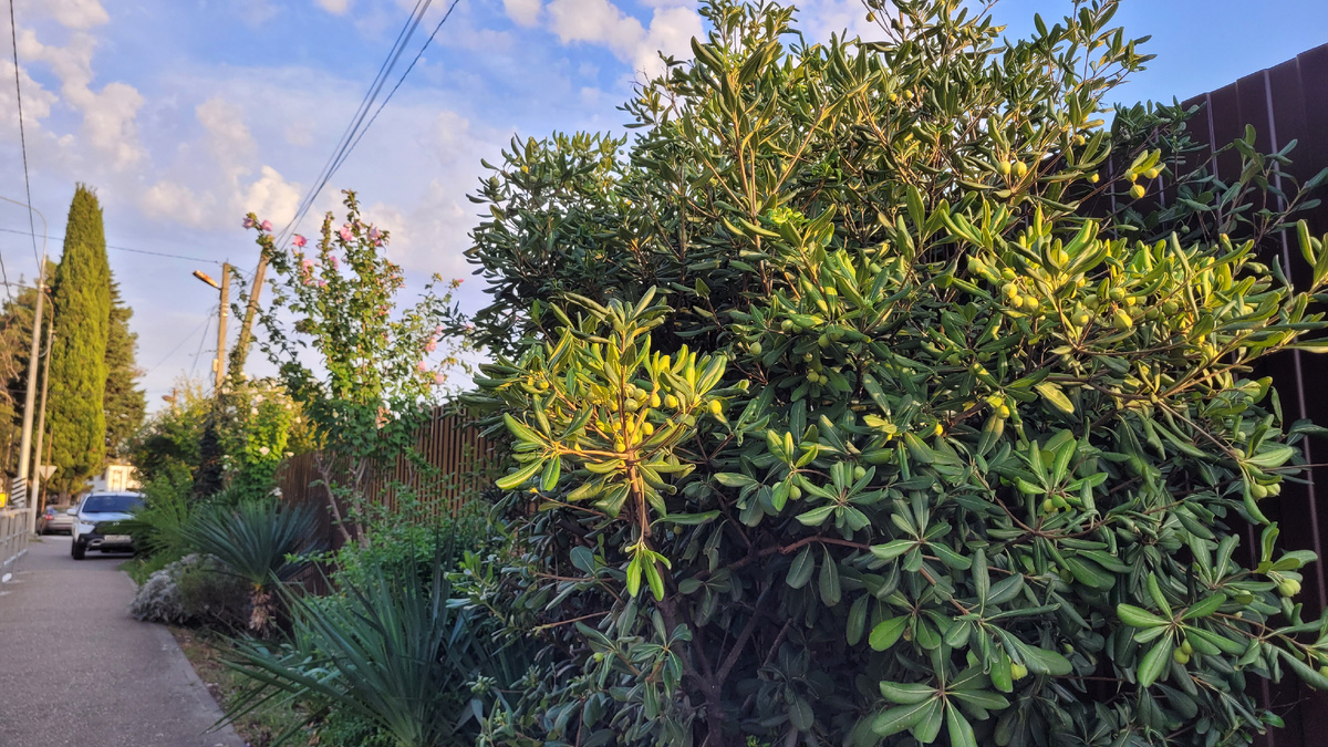 Какое-то дерево с плодами на улице