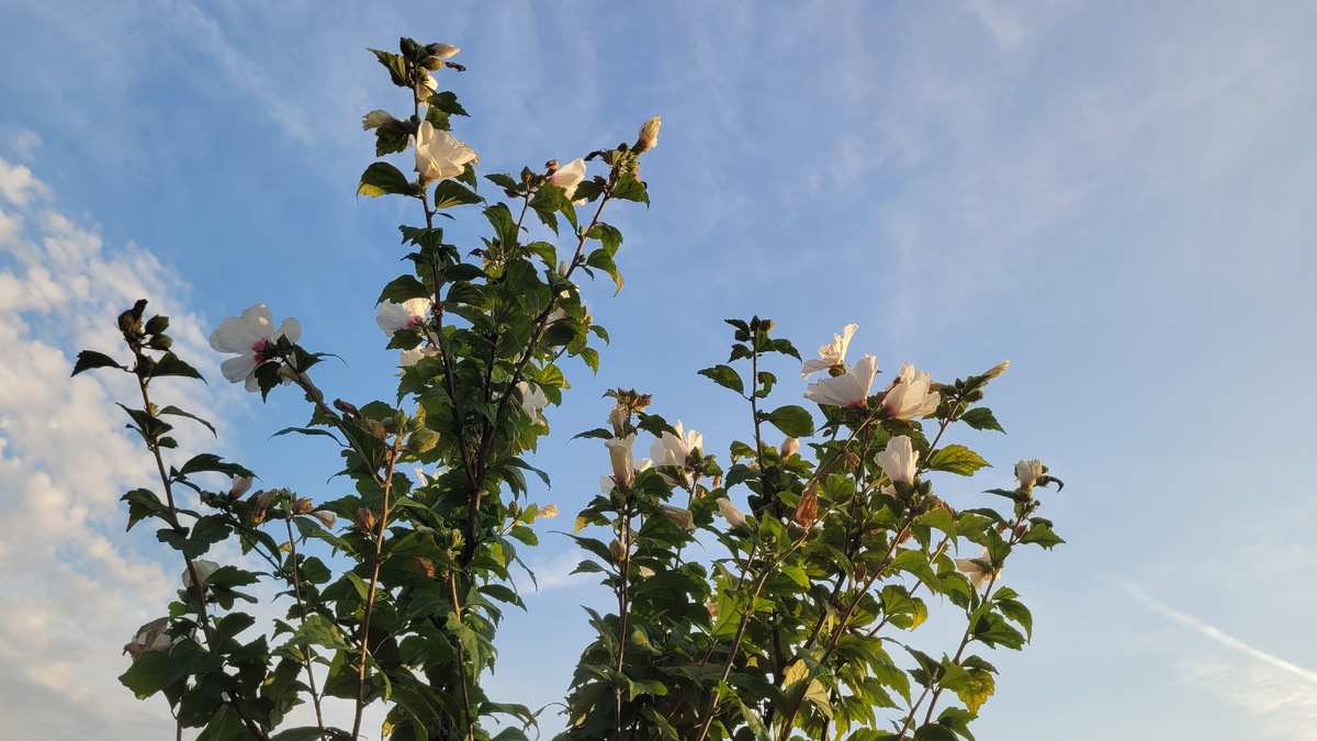Цветущие кустарники в Сочи