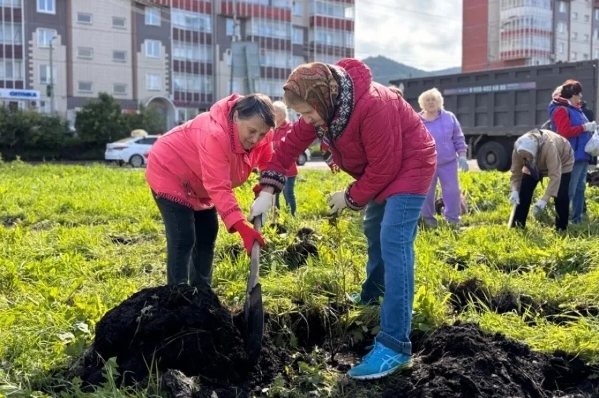    В Красноярске за неделю высадили более 1,5 тысяч деревьев