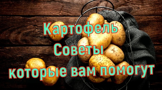 Картофель: полезные советы