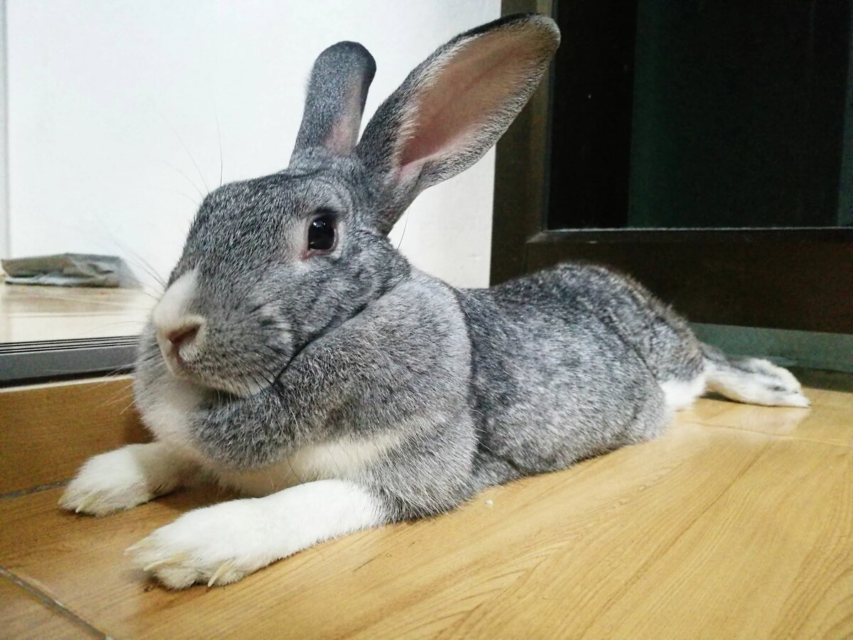 Да просто шерсть пушистая, а не ожирение! Источник: https://www.thesprucepets.com/obesity-in-rabbits-4138295