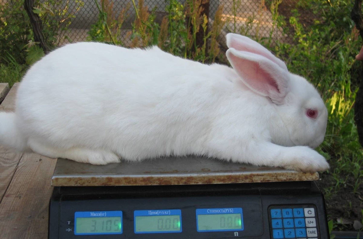 Да хорошо-хорошо, не буду я больше грызть морковку на ночь..ю Источник: https://animals.pibig.info/2013-kroliki-panon.html