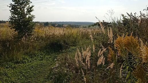 Природа - лучший художник Осенние зарисовки для души ❤🍂🍁