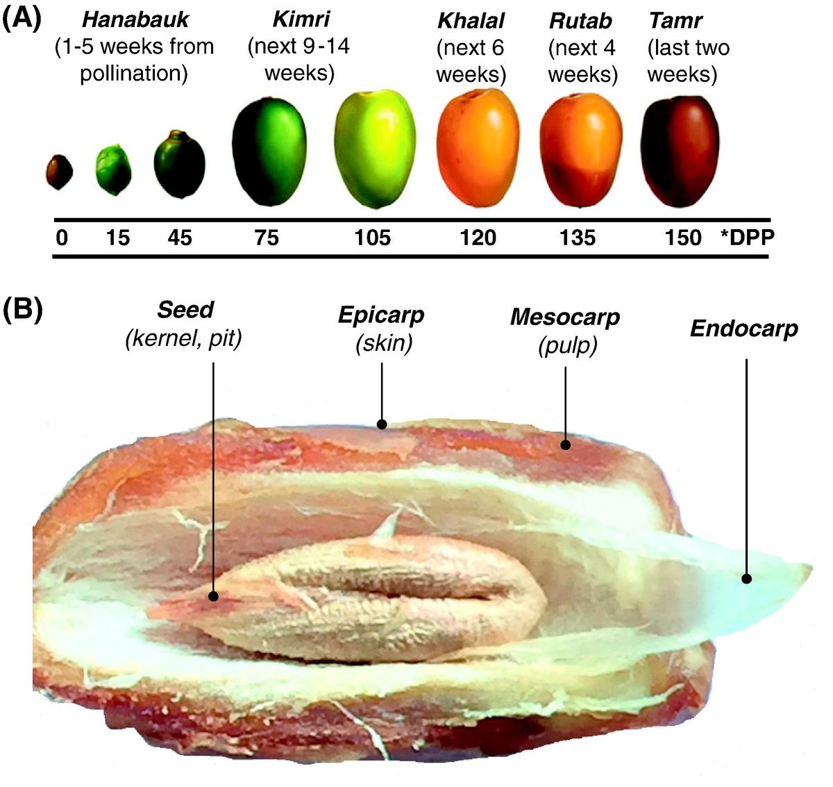 Отличная схема в иллюстрациях, нашёл на Вики. Источник: https://commons.m.wikimedia.org/wiki/File:Datolya.jpg