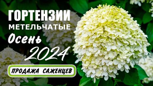 Гортензии метельчатые. Осень 2024. Продажа саженцев