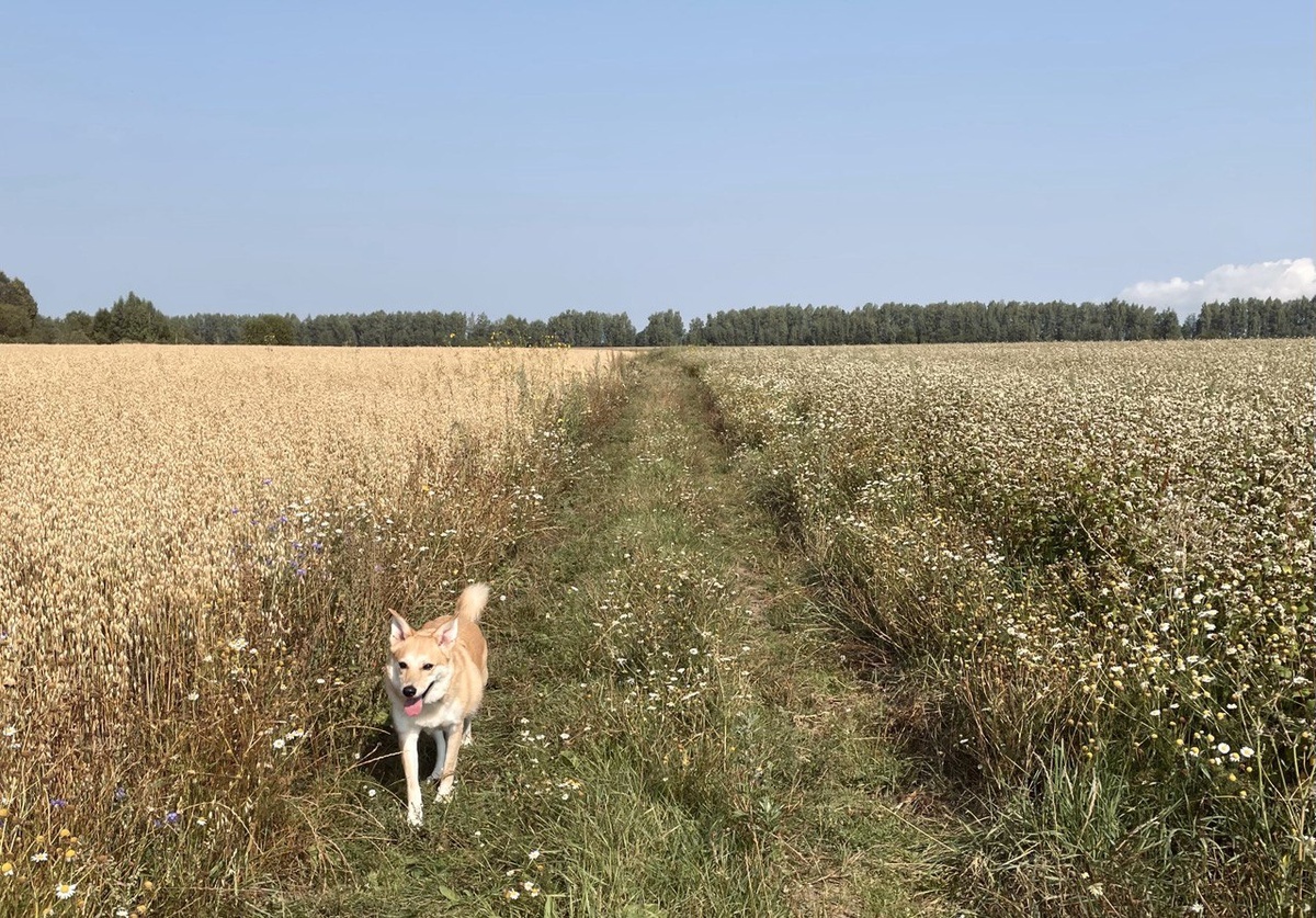 Фиби прошлым летом на даче в поле бегала