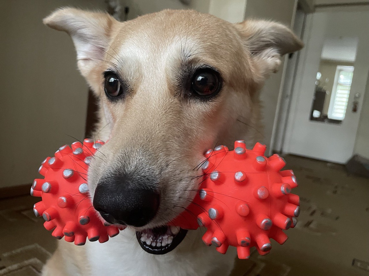 Давай играть