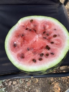 Астраханский «Холодок»