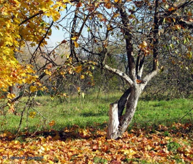 Яблоня сбросила листву.