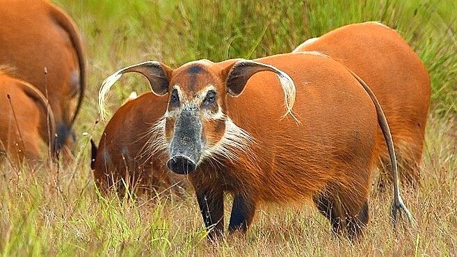 Усатый танк, серьёзный свин