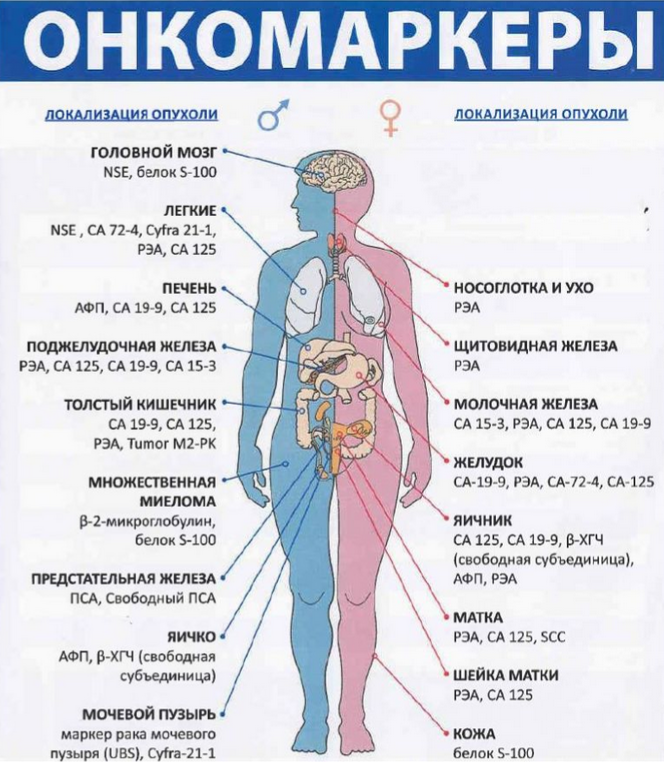 Маркеры для  онкологических заболеваний наиболее распространенных локализаций