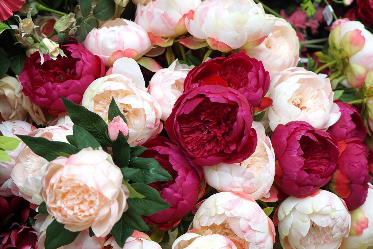 https://i0.wp.com/hips.hearstapps.com/hmg-prod/images/growing-peonies-white-red-1615809638.jpg?ssl=1