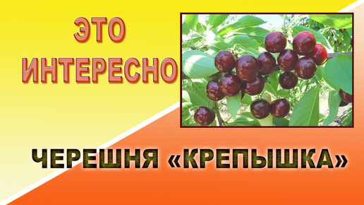 Это интересно. Черешня Крепышка