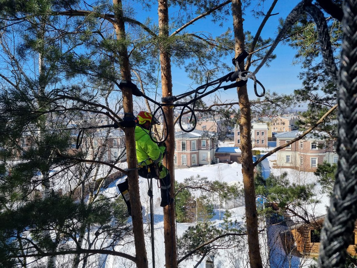 Укрепление деревьев