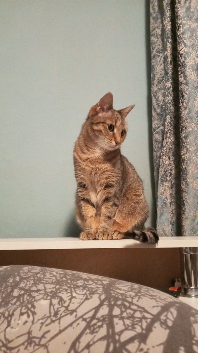 Кошка Саня хоть и была не рада молодняку, но не обидела