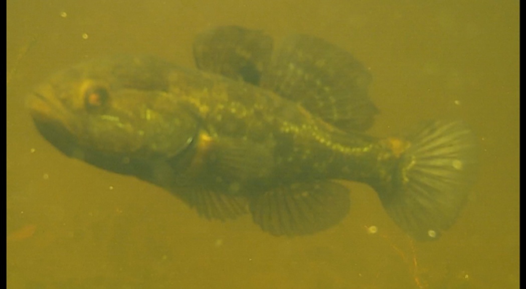 Крупные ротаны не хуже карася, многие даже специально только их и ловят