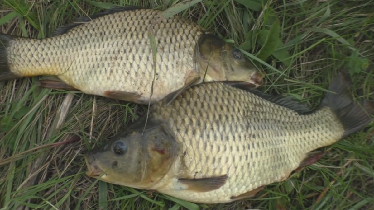 Таких карпов уже приятно вытаскивать, азартно!