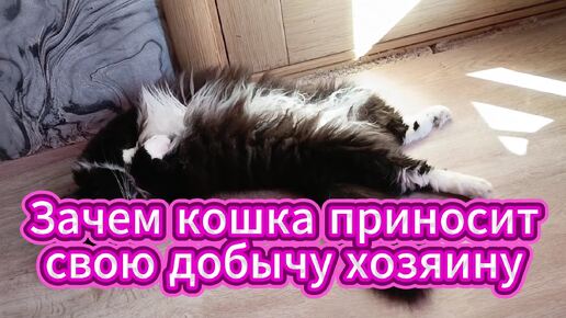 Кошка приносит свою добычу хозяину