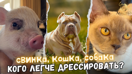 Свинка, кошка, собака - кто умнее? Как спастись от аллергий у животных? Тестируем продукцию AlfaBulls