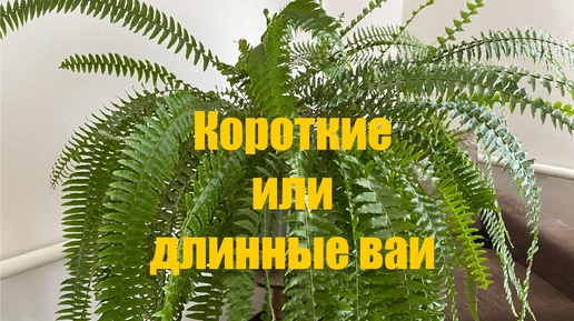 Почему у параротников короткие ваи? Что делать?