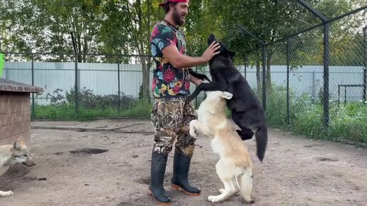 📹 Волки, даже спустя время, не забыли человека, который стал им вместо родителей. 🐺‼️