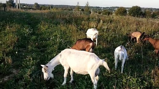 Descargar video: Голошейки☀️Алабаи☀️Старая КОЗА в стаде🐐 Плохой аппетит