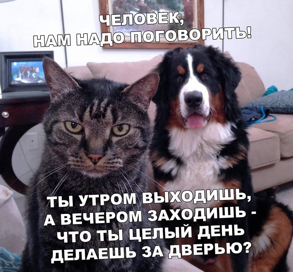 Когда хозяин уходит, домашние питомцы очень скучают и ждут своего человека.