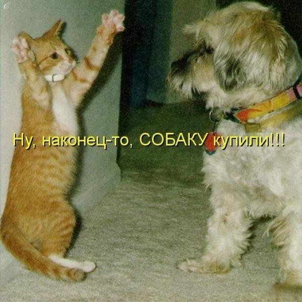 Первая радостная встреча будущих друзей. (Источник: kotomatritsa).