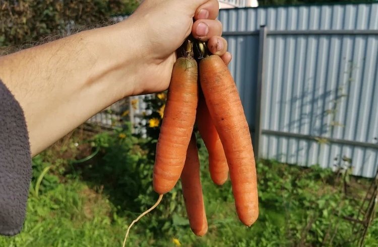    Как убирать морковь на хранение за 5 шагов и определить ее созревание на глаз